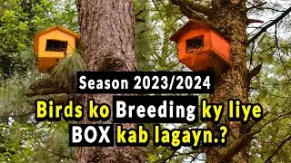 Birds ko breeding ky liye matki ya box kab lagayn | Breeding season ki tayari |  Birds business 2024