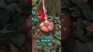 TOP 5 DEADLIEST PLANTS THAT CAN ACTUALLY KILL YOU INSTANTLY! 😱😨