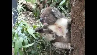 Healesville Sanctuary-Sir Colin MacKenzie Fauna Park