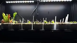 Grow Space | Building My First Grow Cabinet With AC Infinity IONBEAM S11 Grow Lights