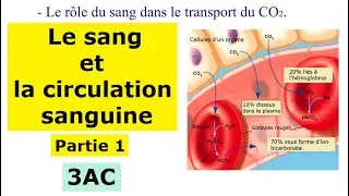 Le sang et la circulation sanguine chez l'Homme - Partie1 - 3AC