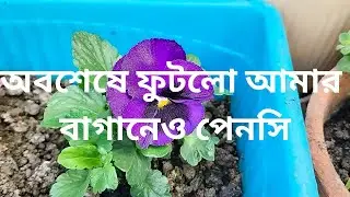 Your pansies are dying because of this | #greenrooftop #gardening