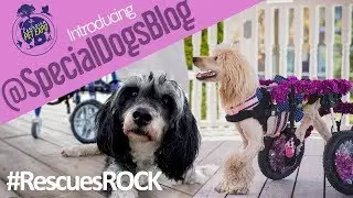 Get inspired by special needs dogs Lucy and Wheeler #RescuesRock