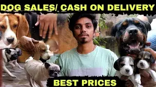Dog Sales || Best Quality Puppies || Cash On Delivery || #Dogsforsales