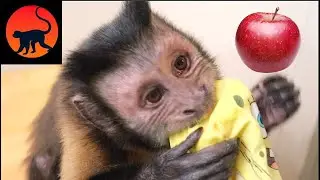 Monkey Making Apple Juice!