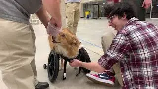 UW-Madison engineering students design cart for dog without front legs