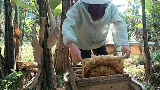Ways to help bees survive the winter effectively.