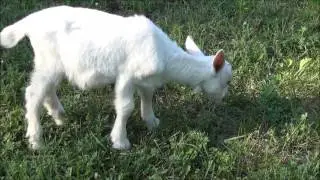 Baby Goat eating grass