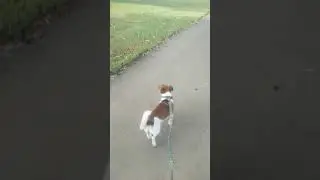 Rusty's long walk