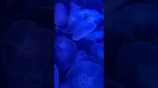 The Oceanographic Museum of Monaco #shorts #Unique