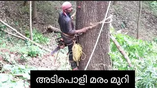 അടിപൊളി മരം മുറി ☺️/sky view tree cutting/kasaragod/harsha's nest/