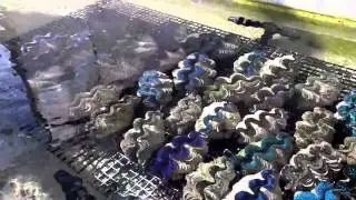 Maxima Clams-Super Ultra Grade