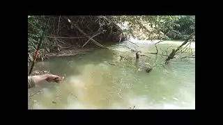 Sensasi strike nila liaran #mancing #mancingmania #fishing #fish #strikebabon #mancingnilababon