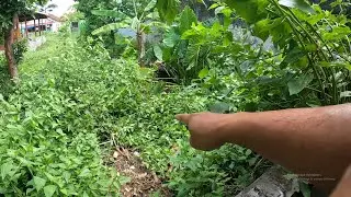 IGUANA INDUKAN BETINA KU KABUUUR!!