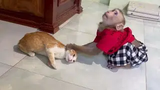 Monkey Hailey Expressed Amazing Cat Toto