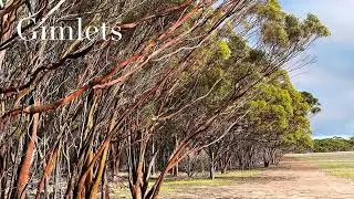 Karradale Trading - Where the Wild Things Are Remnant Vegetation Protection Application 2022