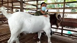 Beli boer import untuk suport warga beternak | Sahabat sapi dolan kandang