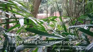 Time to Start Clearing! Opening an Eco-Resort in Belize. Episode. 3