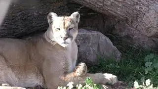Puma Video Footage - Free Stock Video