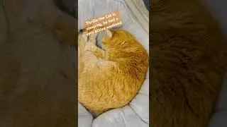 Thrilla is sleeping like a Baby #catsofyoutube #cat #fypyoutube #fyp