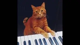 How to teach a cat to play?