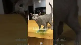 Best of Cats 🐈