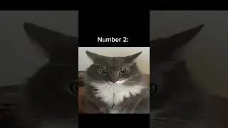 Top 5 most dangerous cats #cats #zekezation