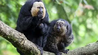 Is saki a Monkey?