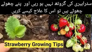 Strawberry plant leaves not growing ,small leaves &ndash; causes and solutions&rdquo;