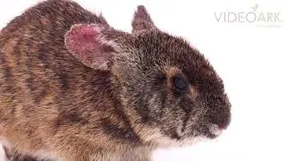 A federally endangered Lower Keys marsh rabbit (Sylvilagus palustris hefneri) from the wild.