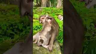 life of little baby monkey Lynx #shortvideo ❤️🐒🙈