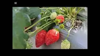 Клубничная ферма | Лонг Пинг