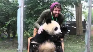 Hugging Giant Pandas in Chengdu, China -- JoeySupertramp.com