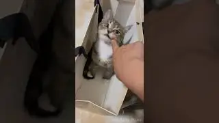 Cute kitty in the bag playing with the finger #cat #kitten #pets #cutecat #cute #funny