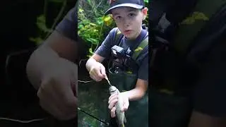 Belle truite &agrave; la cuiller !!