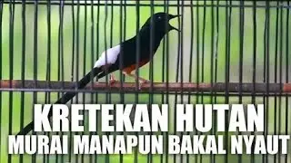 KRETEKAN MURAI BATU INI AMPUH UNTUK BANGKITKAN EMOSI MURAI BATU JENIS APAPUN