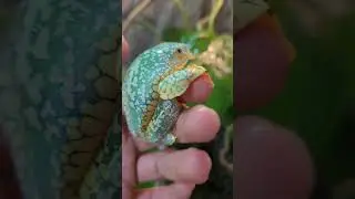 #FringedLeafFrog #craspedopus #amazinganimals #reptiles #amphibians
