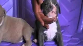 Blue American Bully Puppies ABKC BXB's Iron Sceptor Females