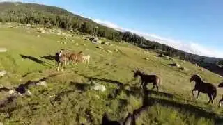 Traversée de 3 troupeaux de chevaux et mules en liberté