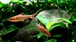 african themed tank with congo tetra by night