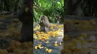 Monkey Forest #travel #Bali #monkey
