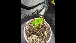 Growing cannabis with a side of mail call