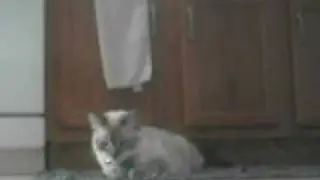the weird cat mouth movement