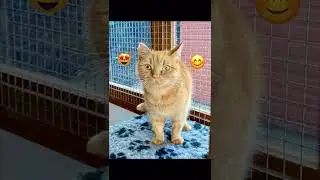 ** RE-HOMED **  Ginger girl Nala