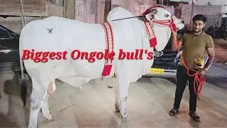 Top quality biggest Ongole bull's in Fateh Darwaza | deoni bull | heavyweight vilayati 🐑 🐏 available