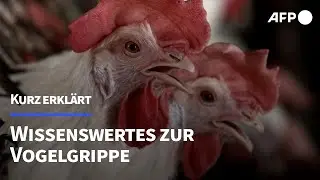 Vogelgrippe: T&ouml;dlich f&uuml;r Tiere, verheerend f&uuml;r Gefl&uuml;gelhalter | AFP