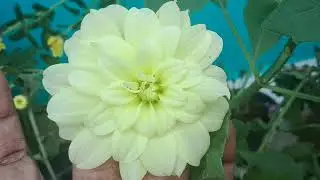 💥 First Flower in Dahlia Plants | 100% Success | Tamil Gardening