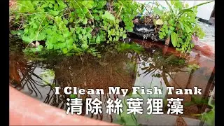 都是絲葉狸藻惹的禍2(圓形淺缸翻缸)  I Clean My Fish Tank 2(Clean the UTRICULARIA GIBBA)