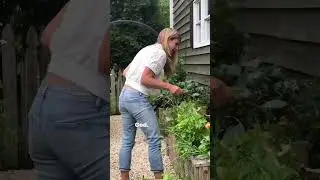 This is what happened when I found bunnies in my garden