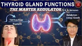 Thyroid gland function? 💊Thyroid hormone | tsh. t3. t4. | Medicine| diagnostic | lab | blood test 